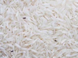 حشره برنج شپشک، زامبی برنج یا جوجو